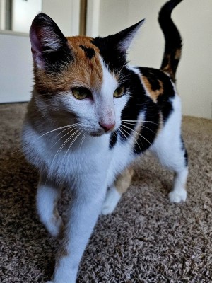 Photo of Calisto