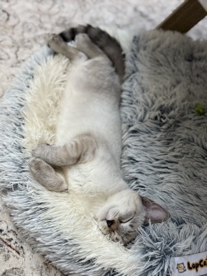 Photo of Abby