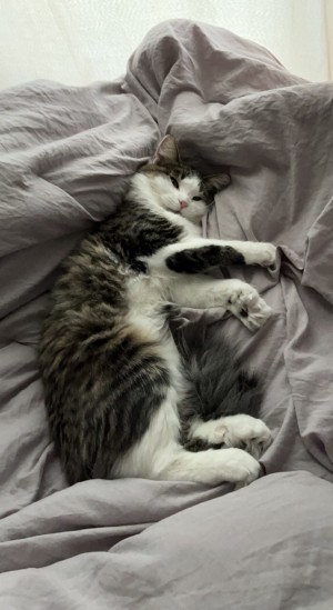 Photo of Skittles