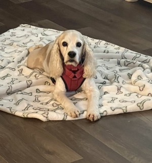 Photo of Biscuit