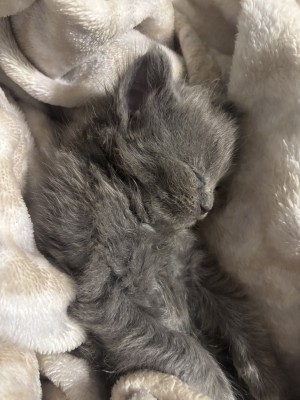 Photo of Luna