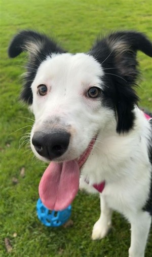Photo of Roxi