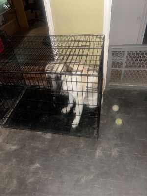 Photo of Spunky