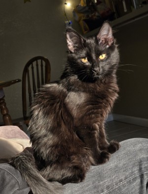 Photo of Bodie