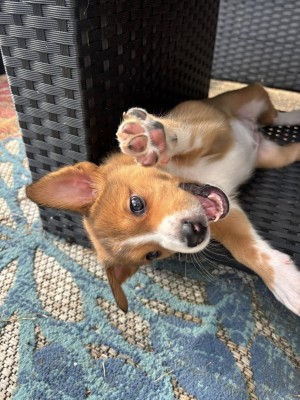 Photo of Gracie