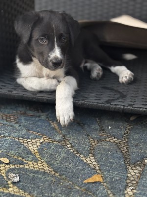 Photo of Milo