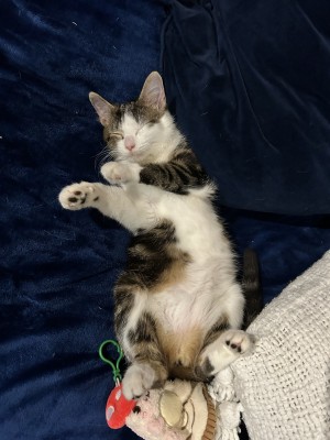 Photo of Morrigan