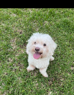 Photo of Lemon