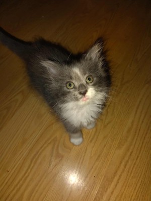 Photo of 2 Kittens Available For Adoption. 1 Male 1 Female.