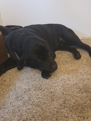 Photo of Shadow
