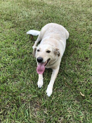 Photo of Peanut
