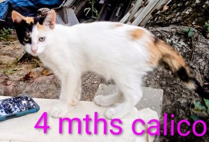 Photo of Kali