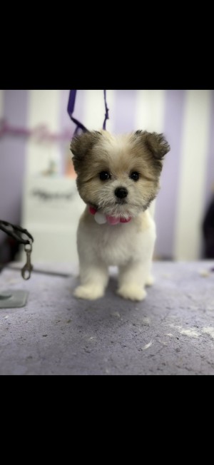 Photo of NALA