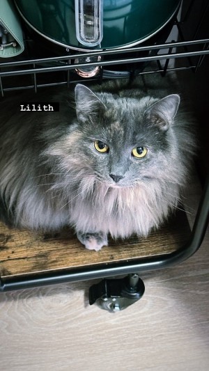 Photo of Lilly