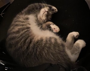 Photo of Stripes