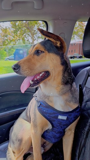 Photo of Max