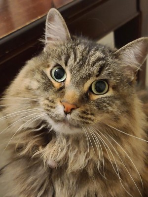 Photo of Sourpatch (Kitty)
