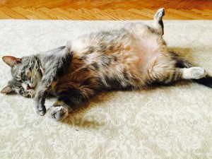 Photo of Dorito