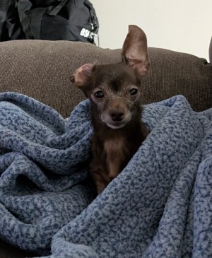 Photo of Peanut