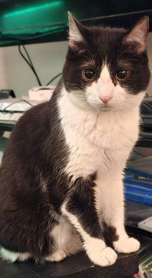 Photo of Oreo