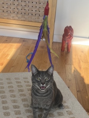 Photo of Blue