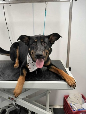 Photo of Rocco
