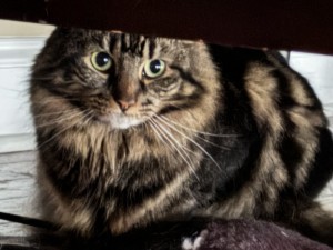 Photo of Jesse