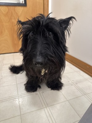 Photo of Belle