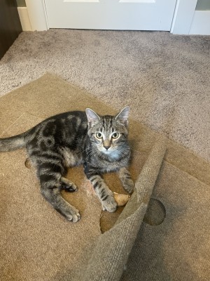 Photo of Foster Kittens