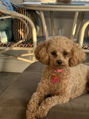 Photo of Pippa