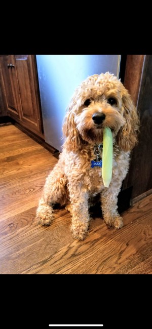 Photo of Max