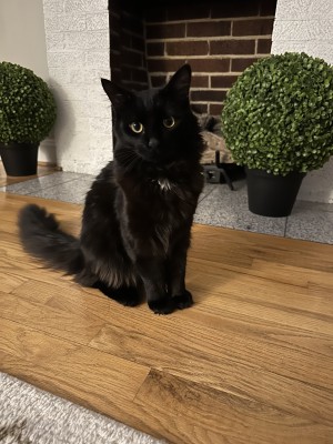 Photo of Casper