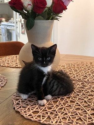 Photo of Little Man