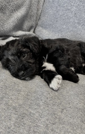 Photo of Bear