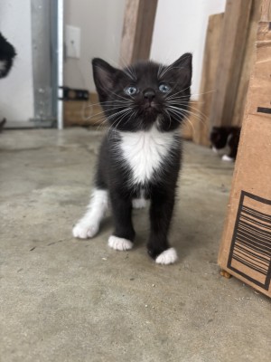 Photo of Kittens