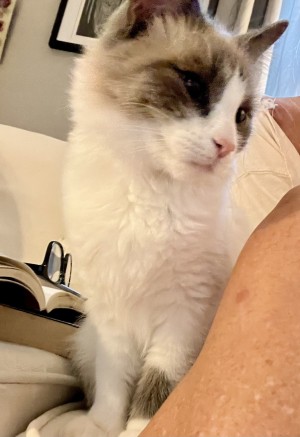 Photo of Yoko