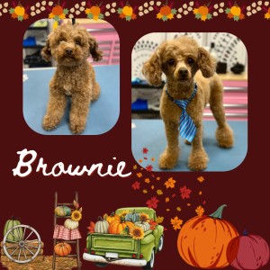 Photo of Brownie Batter