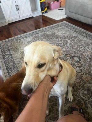 Photo of Skye