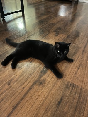 Photo of Mochi