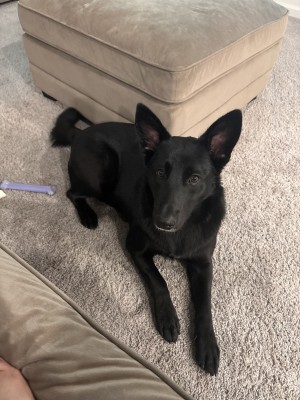 Photo of Stella