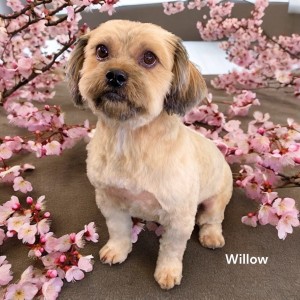 Photo of Willow