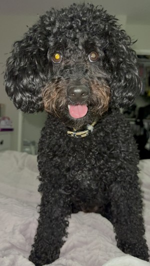 Photo of Mickey Mouse