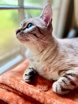 Photo of Sage
