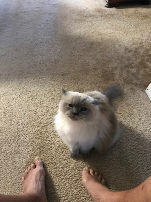 Photo of Mishka