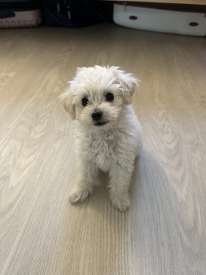Photo of Penny