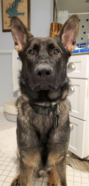 Photo of Maverick
