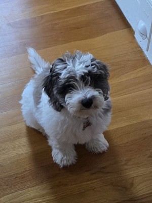 Photo of Lilly