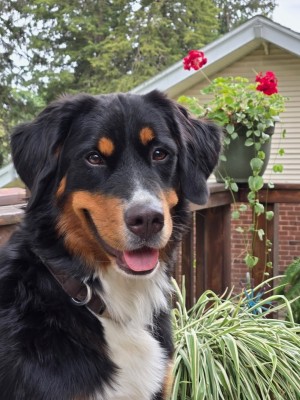 Photo of Magpie