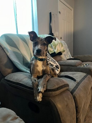 Photo of Marley