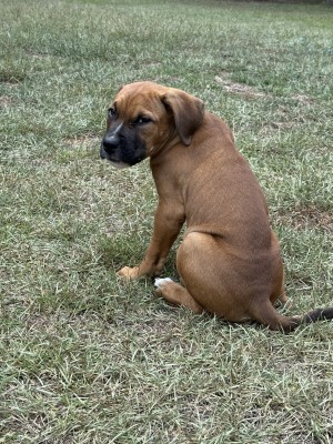 Photo of Little Boy